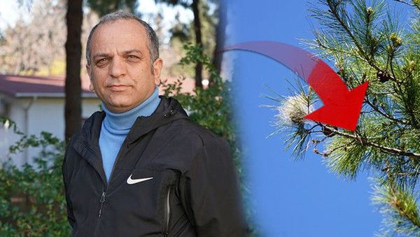 Çam Kese Böcekleri Baharda Yoğunlaşıyor: Uzmanlardan 'Sessiz Tehlike' Uyarısı