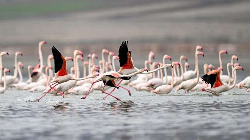 Kayseri Tuzla Palas Gölü 40 Yıl Sonra Flamingolarla Canlandı