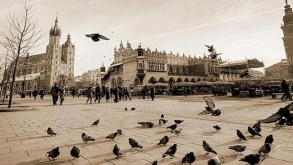 Krakow'da Güvercinlere Doğum Kontrolü İçin Pilot Program Başlatılıyor