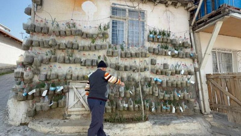 Tokatlı Vatandaş Ev Duvarında Yetiştirdiği Bitkilerle Dikkat Çekiyor