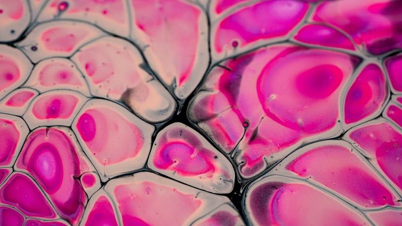 Japonya, iPS Hücre Kaynaklı Yenileyici Tıp Ürünlerine İlk Onayı Verdi