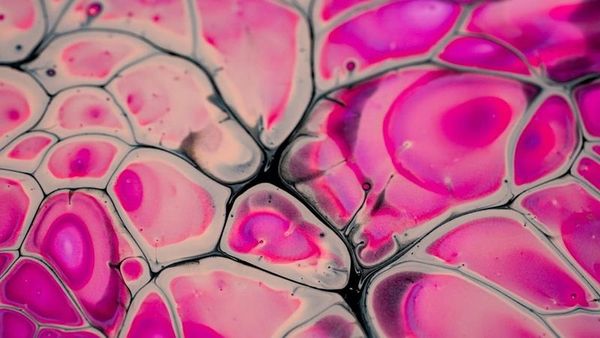 Japonya, iPS Hücre Kaynaklı Yenileyici Tıp Ürünlerine İlk Onayı Verdi