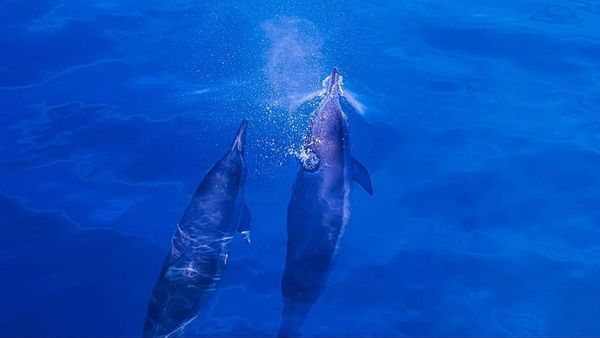 Dizüstü ve televizyon ekranlarından yayılan kimyasallar yunusların beyninde bulundu
