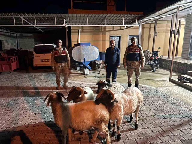 Kilis Jandarması Kaybolan 4 Küçükbaş Hayvanı Sahiplerine Ulaştırdı