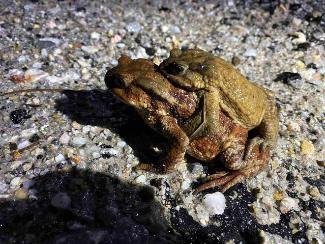 Domaniç'te Her Yıl Gerçekleşen Kurbağa Göçü Başladı