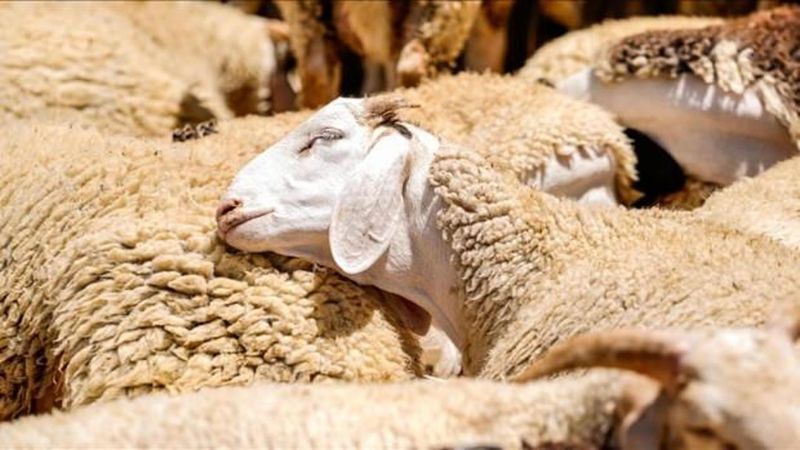 2026 Küçükbaş Hayvan Desteği Başvuruları Başladı: Şartlar ve Süreç Detayları