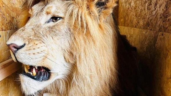 Trabzon Limanı’nda 19 Yaban Hayvanı Trofesi Ele Geçirildi