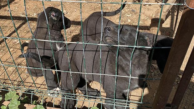 Varsak'ta yasa dışı köpek üretimine 327 bin lira ceza kesildi