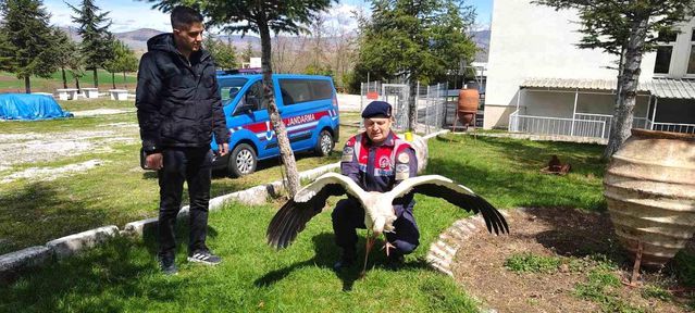 Yozgat'ta Hasta Leylek Koruma Altına Alındı