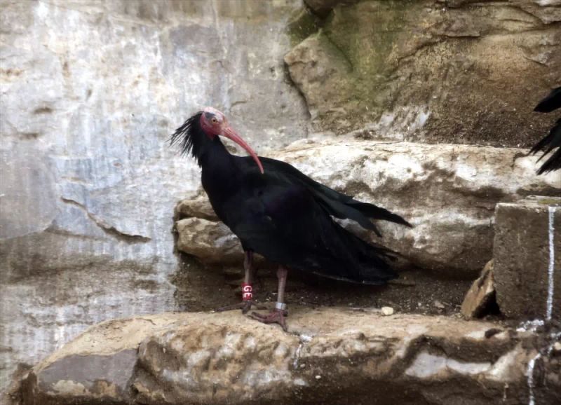 Şanlıurfa'da Koruma Altındaki 277 Kelaynak Üreme Dönemi İçin Doğaya Salındı
