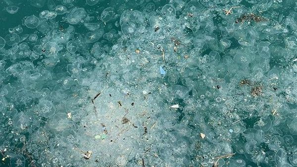 İstanbul Boğazı’nda Yağış Sonrası Beşiktaş Sahilinde Deniz Kirliliği Arttı