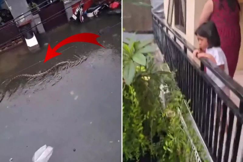 Endonezya'nın Bali Adasında 5 Metrelik Pitonlar Sel Sonrası Sokaklarda Görüldü