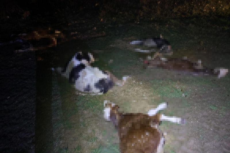 Kırşehir'de 13 Ölü Hayvanın Bulunması Jandarmayı Devreye Soktu