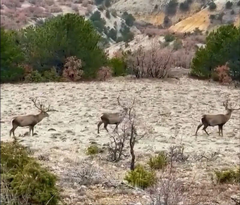 Bolu'da Yol Kenarında Sürü Halinde Kızılgeyikler Görüntülendi
