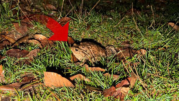 Kurbağalar İlkbaharda Üremek İçin Ormandan Gölete Göç Ediyor