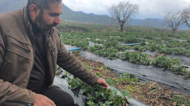 Sason Çilek Hasadında Dolu ve Sağanak Nedeniyle Gecikme Yaşanıyor