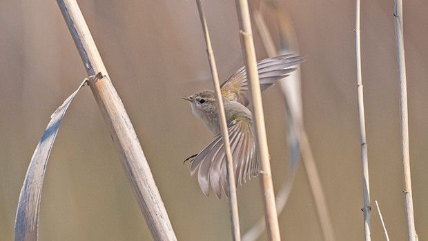 İskandinav Yarımadasından Gelen Çıvgın Kuşu Diyarbakır’da Kışı Geçirecek