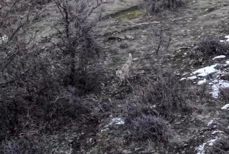 Muş Hasköy'de Dronla Kayıt Altına Alınan İki Tilkinin Doğal Yaşam Anları