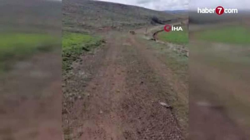 Malatya Hekimhan'da Nesli Koruma Altındaki Vaşak ile Köpek Arasındaki Kavga Vatandaşlarca Sonlandırıldı