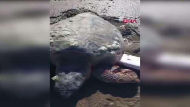 Çanakkale'de Sahile Vuran Caretta Caretta Vatandaşların Desteğiyle Kurtarıldı