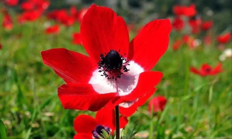 2026 Cemreleri Ne Zaman Düşecek? İlk Cemre Tarihi ve Anlamı