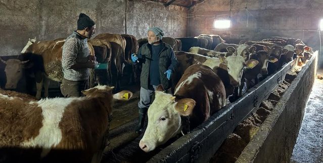 Bayburt Aydıntepe'de 2026 İlkbahar Şap Aşılama Kampanyası Tamamlandı