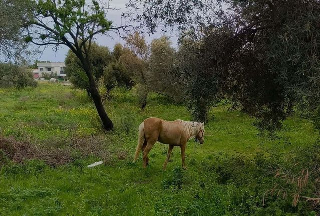 Kuşadası’nda Endemik Tülüşah Bitkisi Yok Olma Tehlikesiyle Karşı Karşıya