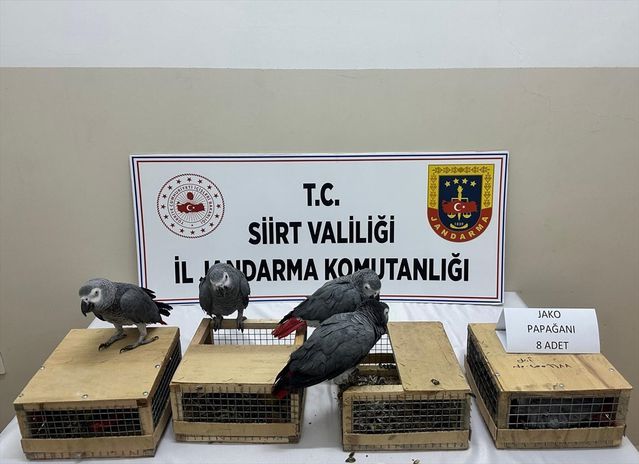 Siirt'te Kaçak Jako Papağanlar Operasyonda Ele Geçirildi