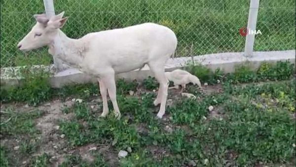 Elazığ Ağın’da Beyaz Alageyik Bahçeye İndi, Avlama Cezası 720 Bin TL