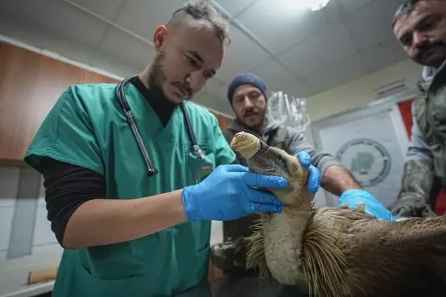 Yaralı Kızıl Akbaba Bursa’da Rehabilitasyon Merkezi’nde Tedavi Ediliyor