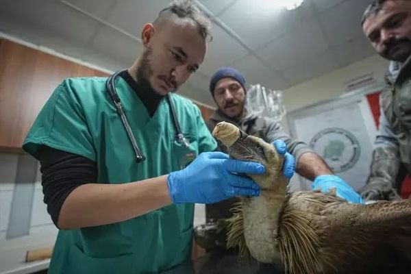 Yaralı Kızıl Akbaba Bursa’da Rehabilitasyon Merkezi’nde Tedavi Ediliyor