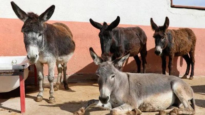 TUİK Verilerine Göre Son 20 Yılda At, Eşek ve Katır Sayısında Dramatik Azalma