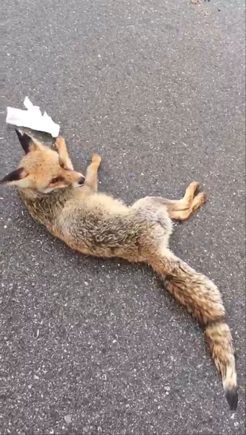 Hatay İskenderun'da Yaralı Tilkiye Müdahale Edildi