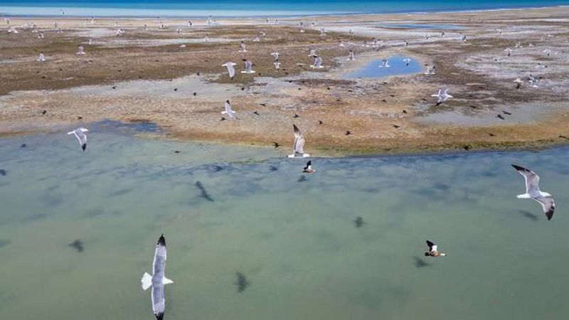 Nesli Tehlike Altındaki Dikkuyruk Kuşu Van Gölü'nde Görüntülendi