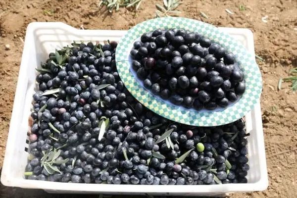 Şarköy Zeytinyağı Coğrafi İşaret Tesciliyle Resmiyet Kazandı