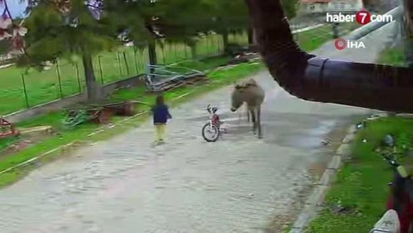 Afyonkarahisar'da Bahçede Oynayan 5 Yaşındaki Kıza Eşeğin Saldırısı