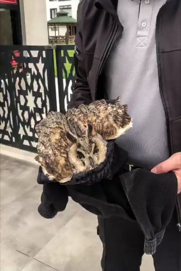 Elazığ'da Kanadı Kırık Baykuş Tedavi İçin Koruma Altına Alındı