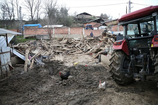 Kastamonu'da Çöken Ahırda 4 Büyükbaş Hayvan Öldü