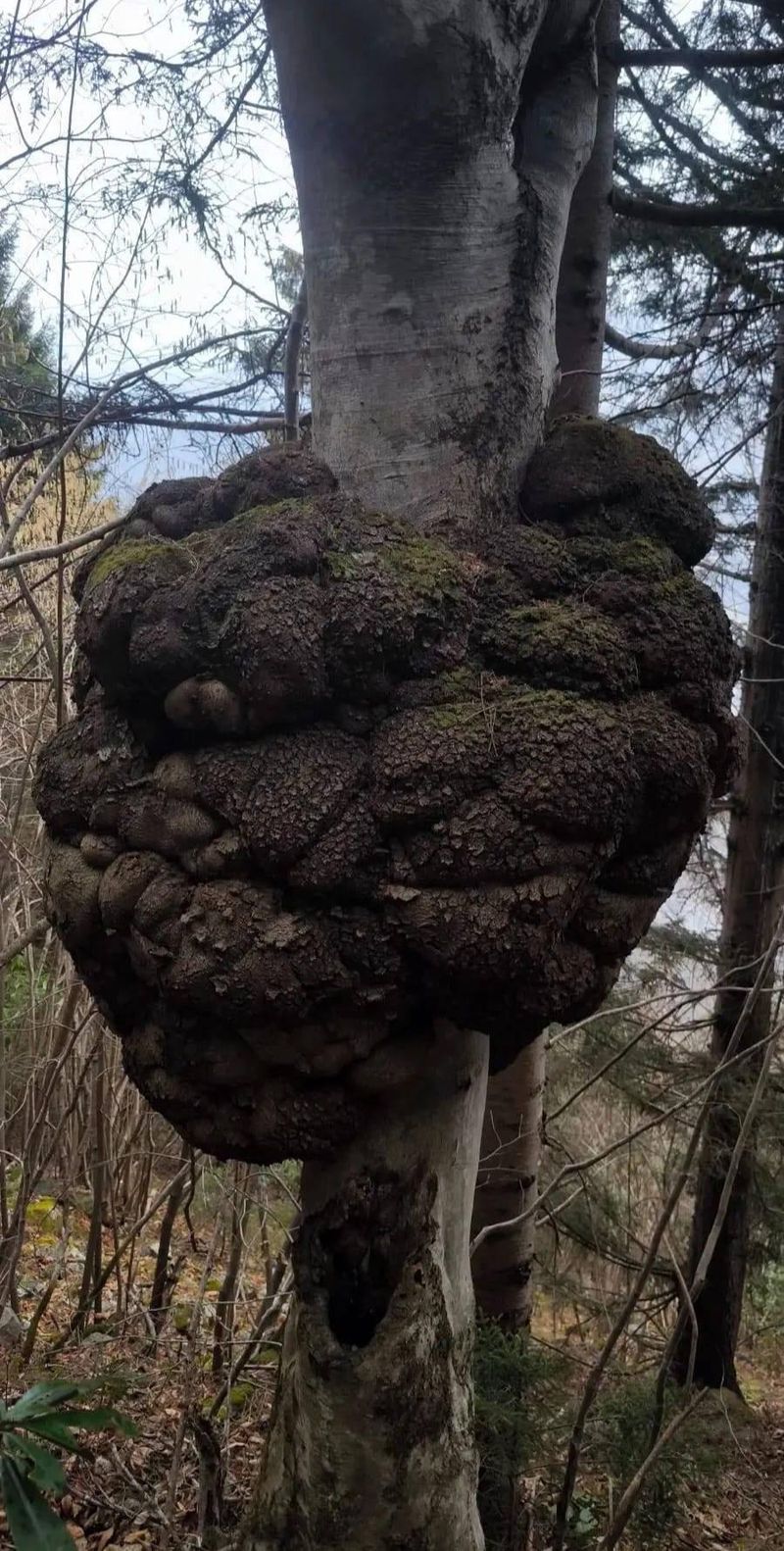 Trabzon Araklı'da Tesadüfen Bulunan Devasa Ağaç Yumrusu Altın Değerinde