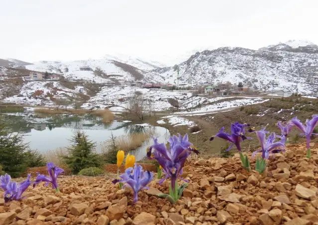 Toros Dağları'nda İlkbahar Çiçekleri Doğayı Canlandırdı