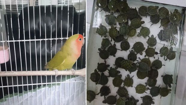 Denizli'de 14 Papağan ve 150 Kırmızı Yanaklı Su Kaplumbağasına El Konuldu