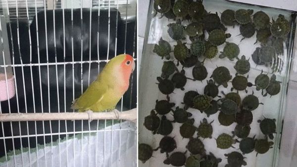 Denizli'de 14 Papağan ve 150 Kırmızı Yanaklı Su Kaplumbağasına El Konuldu