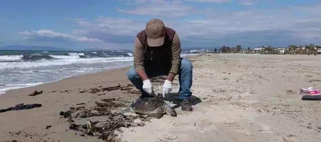 Kuşadası Sahilinde Ölü Deniz Kaplumbağası Sayısı 8'e Yükseldi
