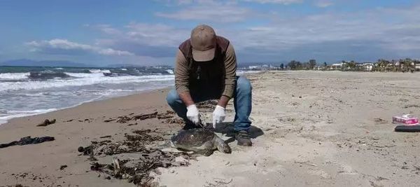 Kuşadası Sahilinde Ölü Deniz Kaplumbağası Sayısı 8'e Yükseldi