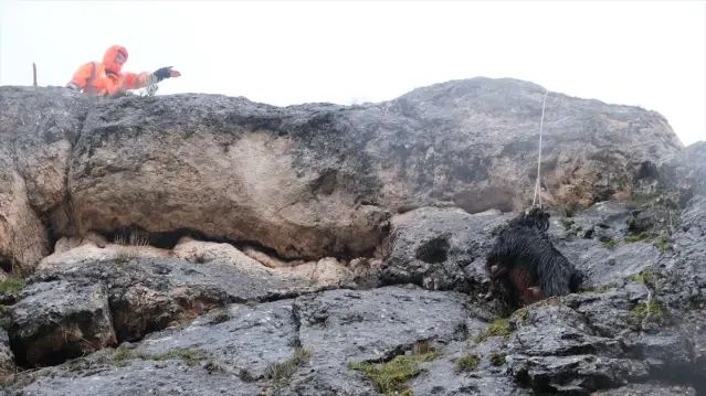 Sivas'ta Kayalıklarda Mahsur Kalan Keçi İtfaiye Tarafından Kurtarıldı