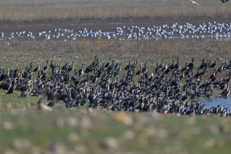 Diyarbakır Kabaklı Göleti'nde Binlerce Kuş Bir Arada Besleniyor