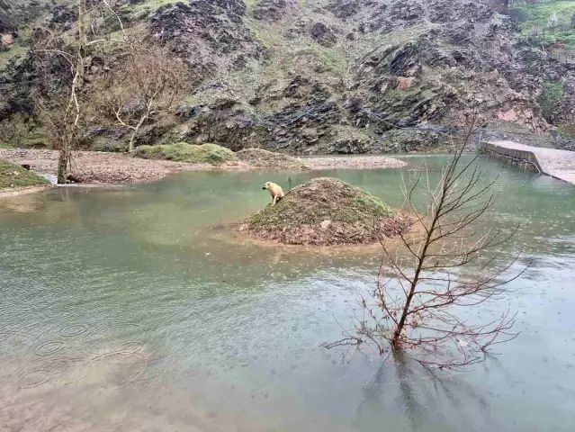 Kahramanmaraş'ta Su Birikintisinde Mahsur Kalan Köpek İtfaiye Tarafından Kurtarıldı