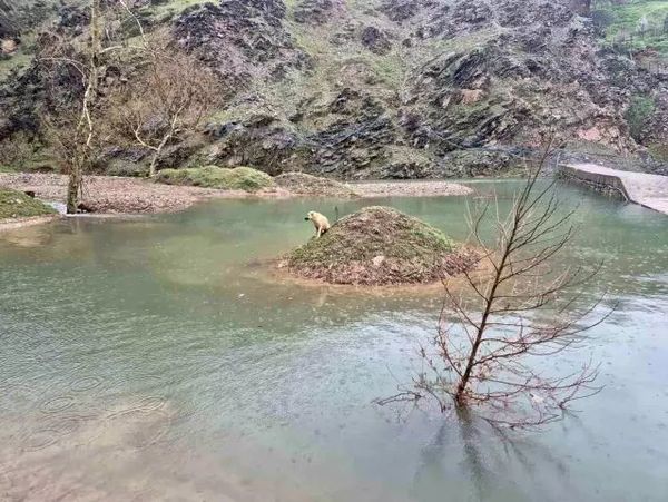 Kahramanmaraş'ta Su Birikintisinde Mahsur Kalan Köpek İtfaiye Tarafından Kurtarıldı