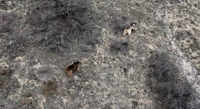 Refahiye'de Ayılar Kış Uykusundan Uyanarak Baharı Karşıladı