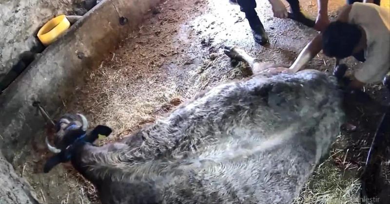 Sezaryenle Doğum Yapan İneğin Sahibi S.T.'den Açıklama